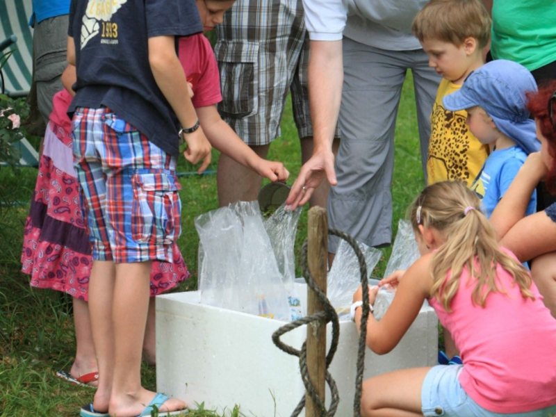 Fische einsetzen